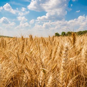 Welcome to Canadian Agriculture!